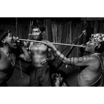 Rapé Yawanawa Pau Pereira